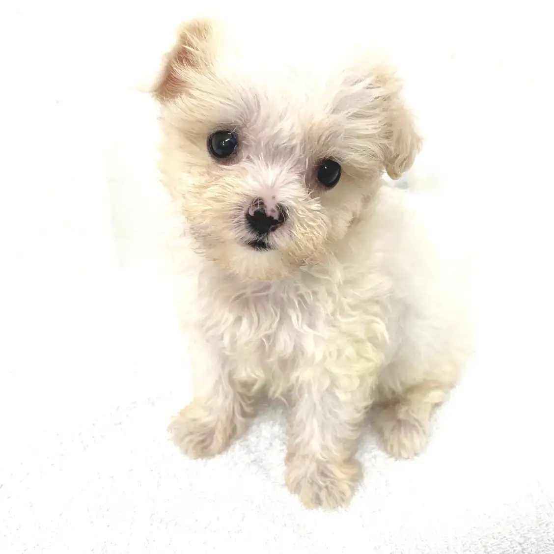 MIX（チワワ×トイプードル）