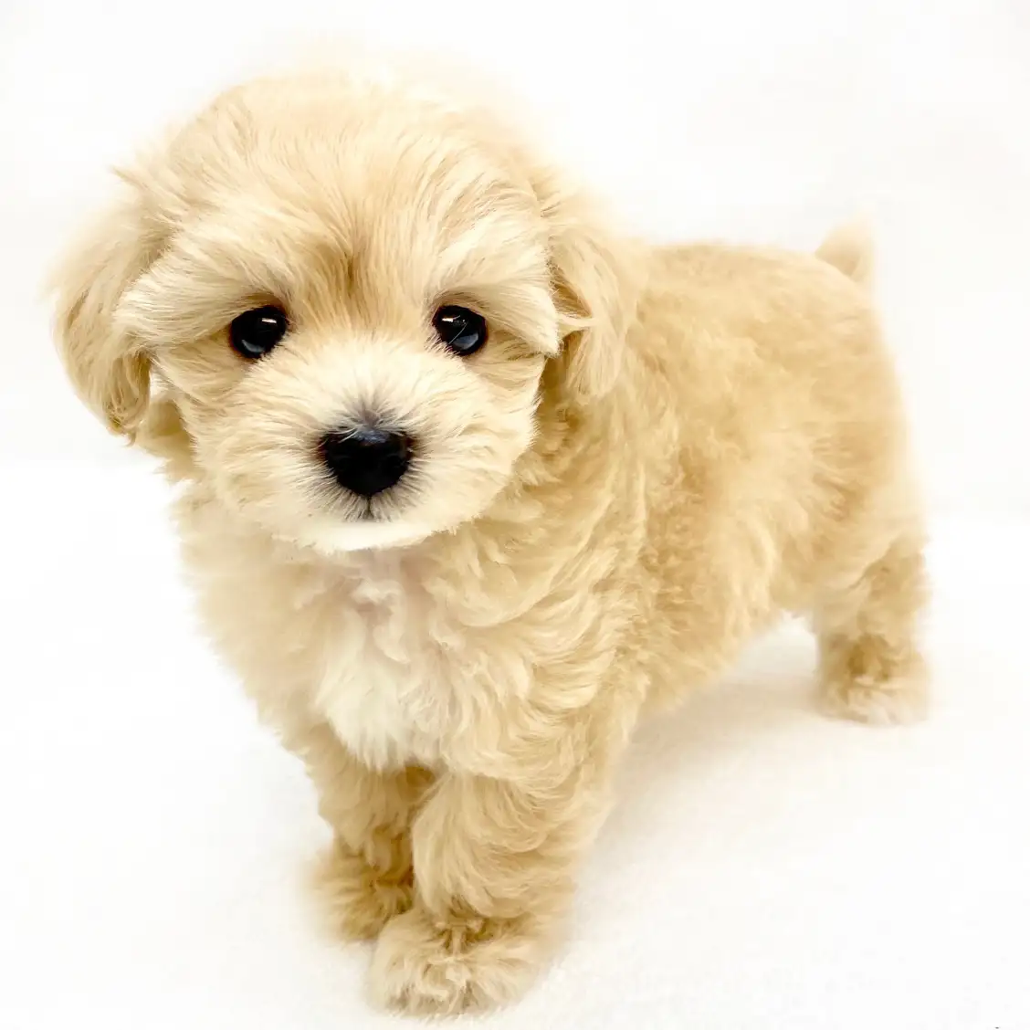 MIX(マルチーズ×トイプードル)