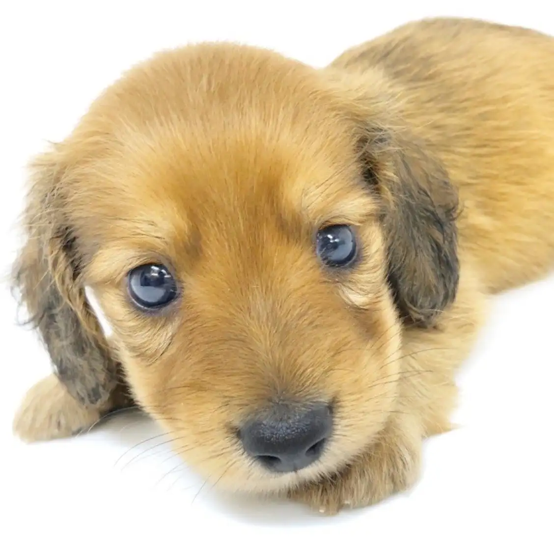 カニンヘン・ダックスフント