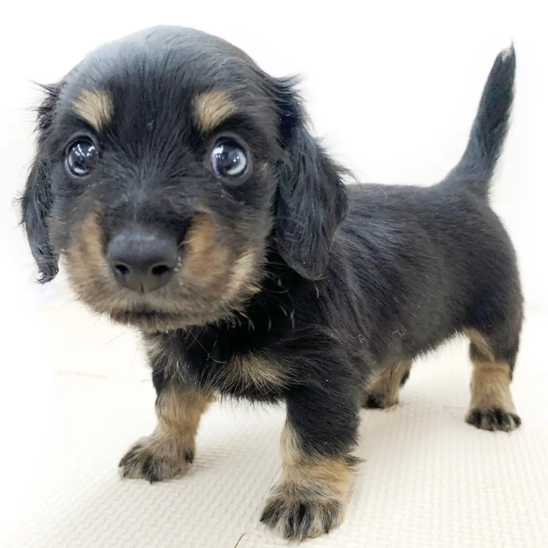 カニンヘン・ダックスフント