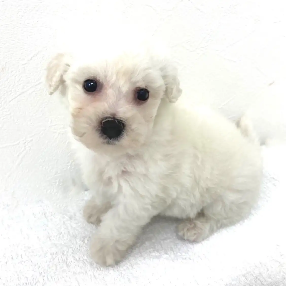 ビションフリーゼ