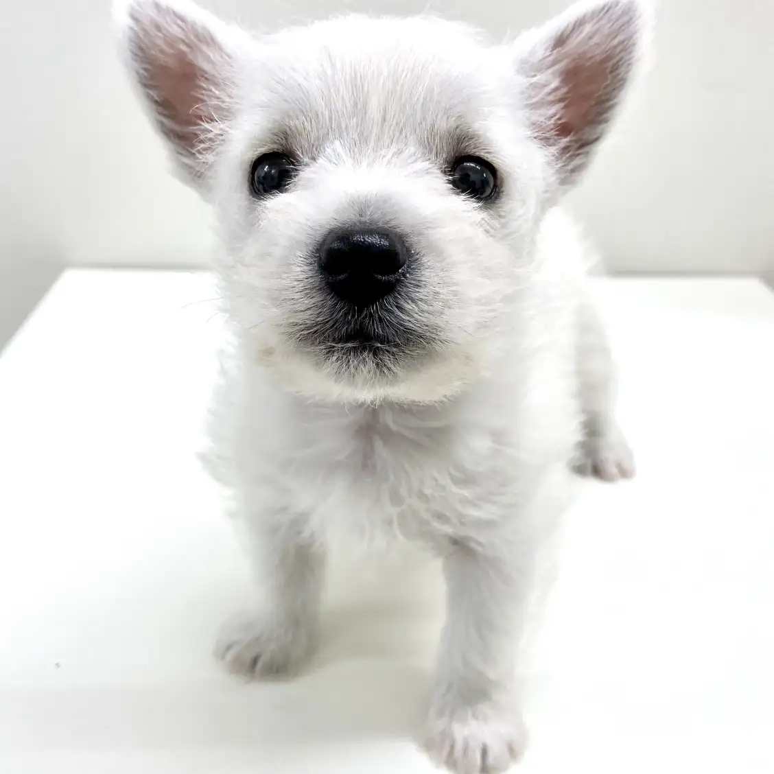 ウェストハイランドホワイトテリア