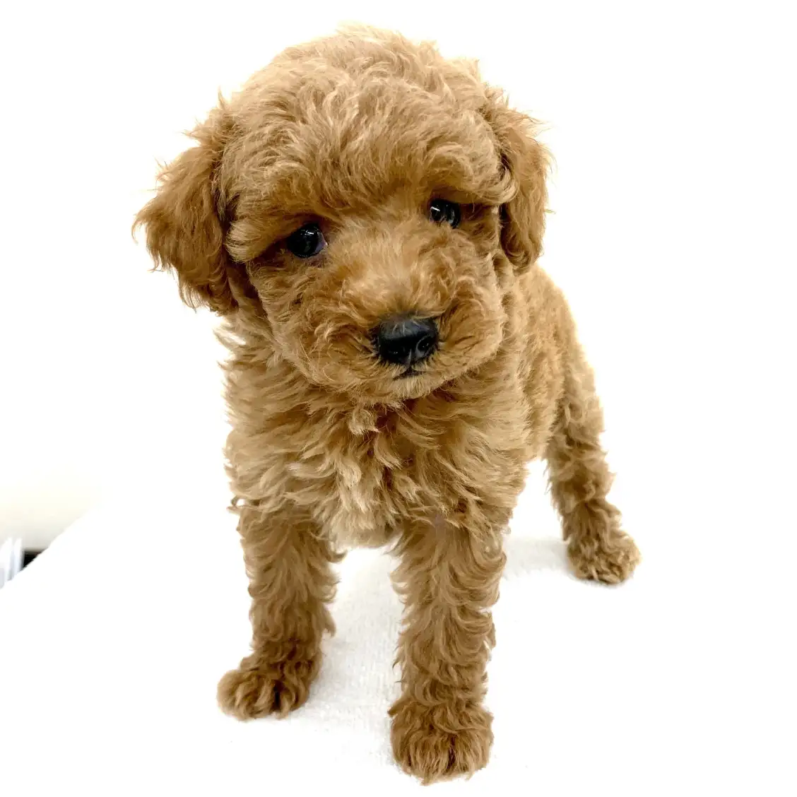 トイ・プードル