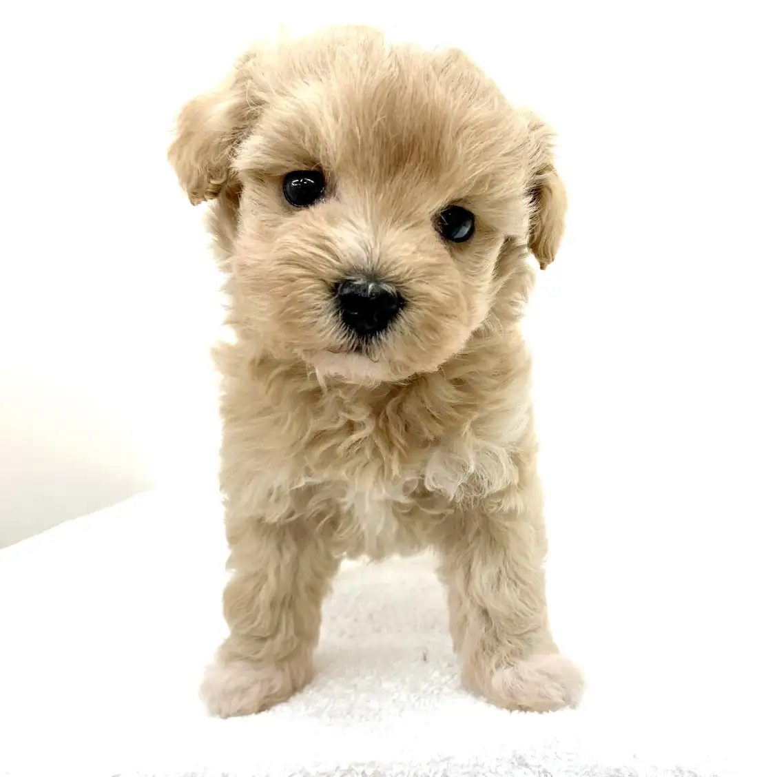 MIX(マルチーズ×トイプードル)