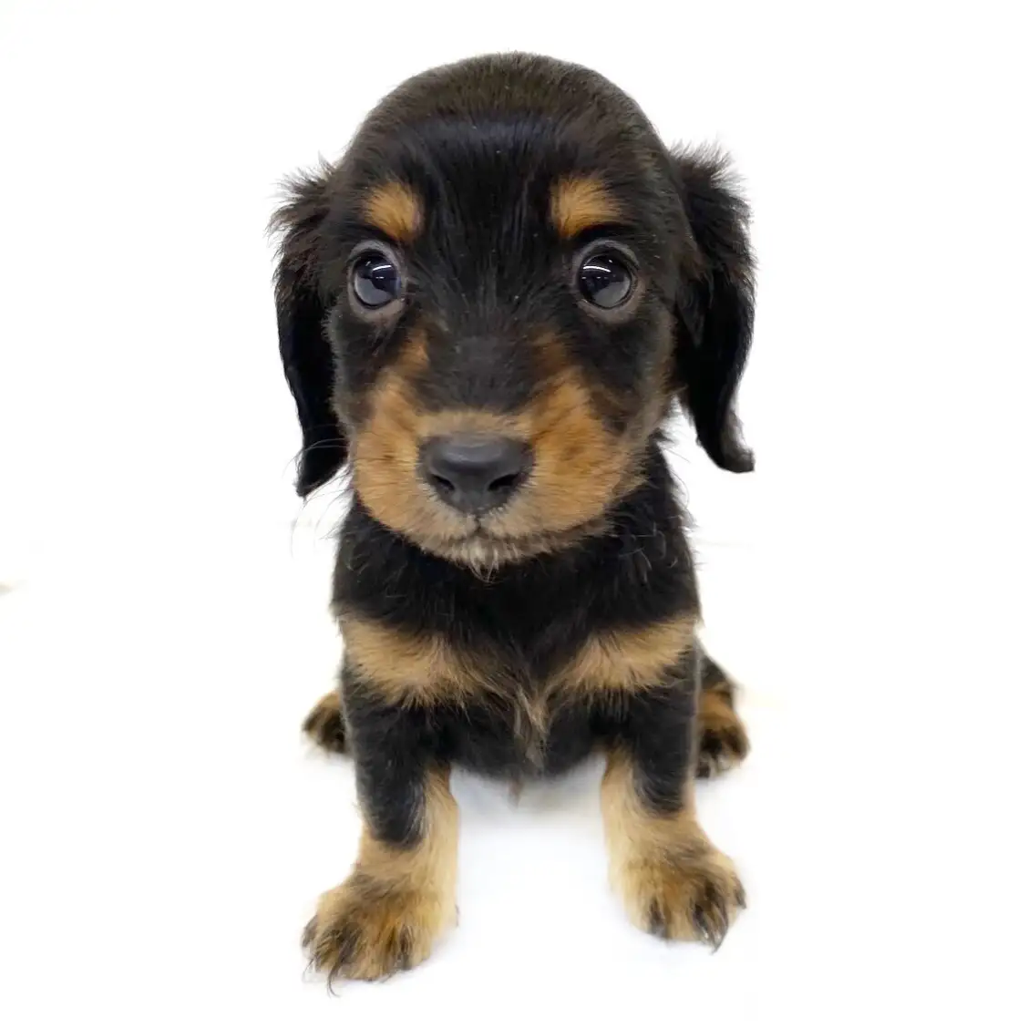 ミニチュア・ダックスフント