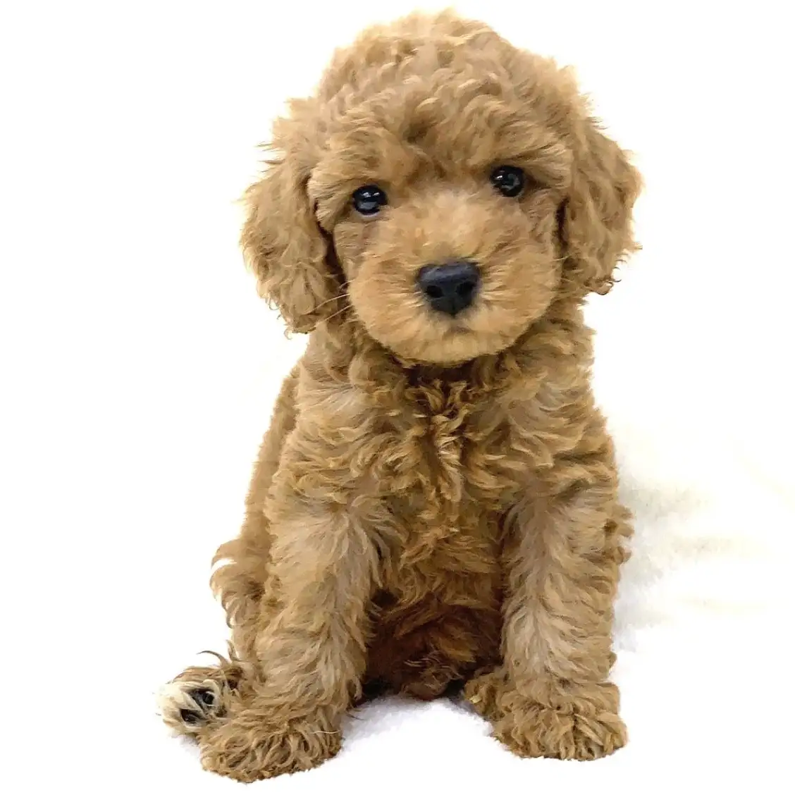 トイ・プードル