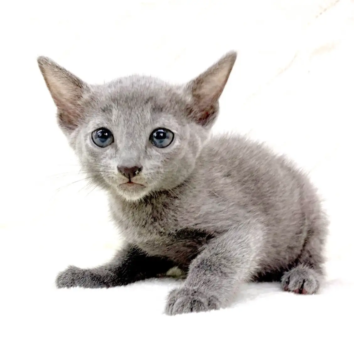 ロシアンブルー