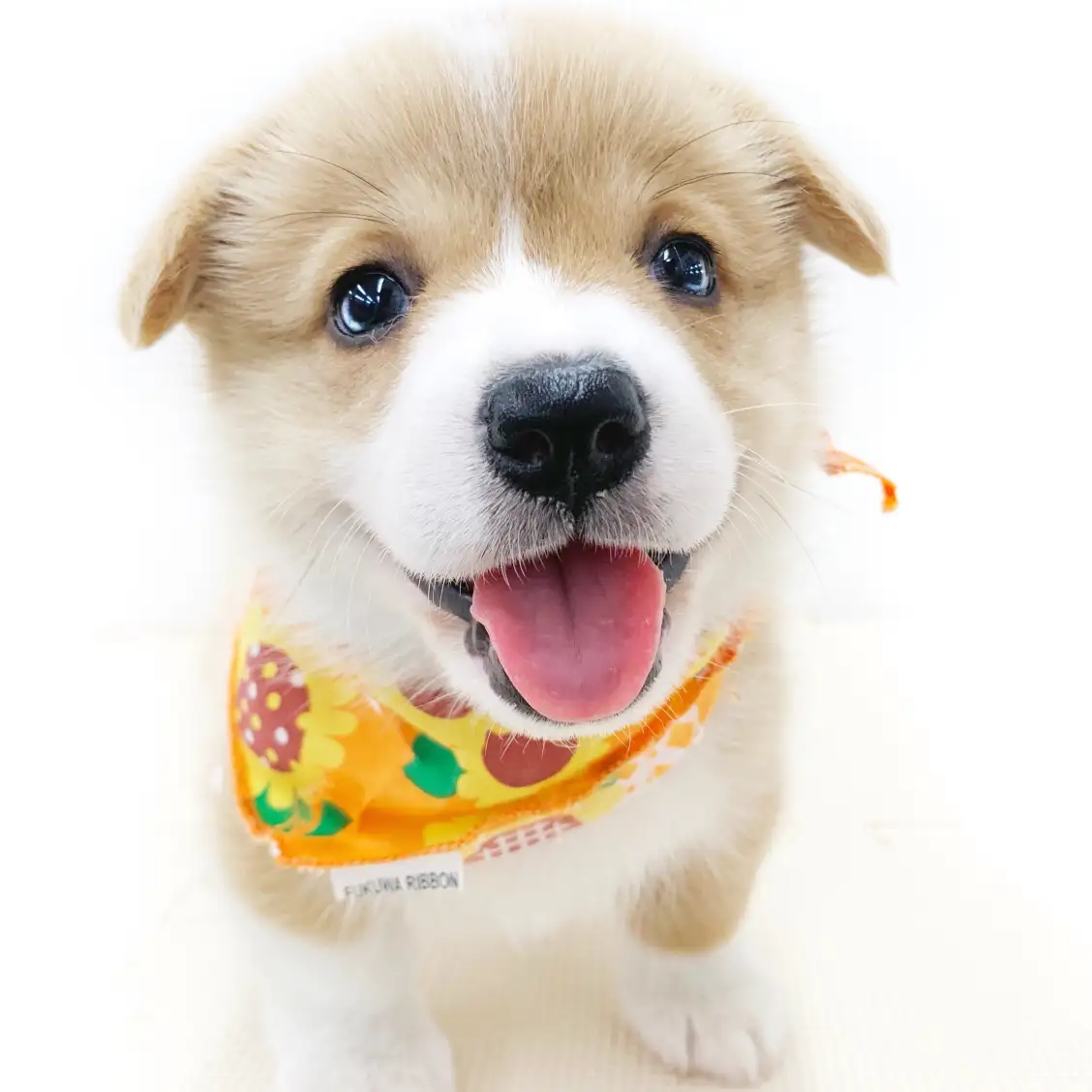 ウェルシュコーギーペンブローク