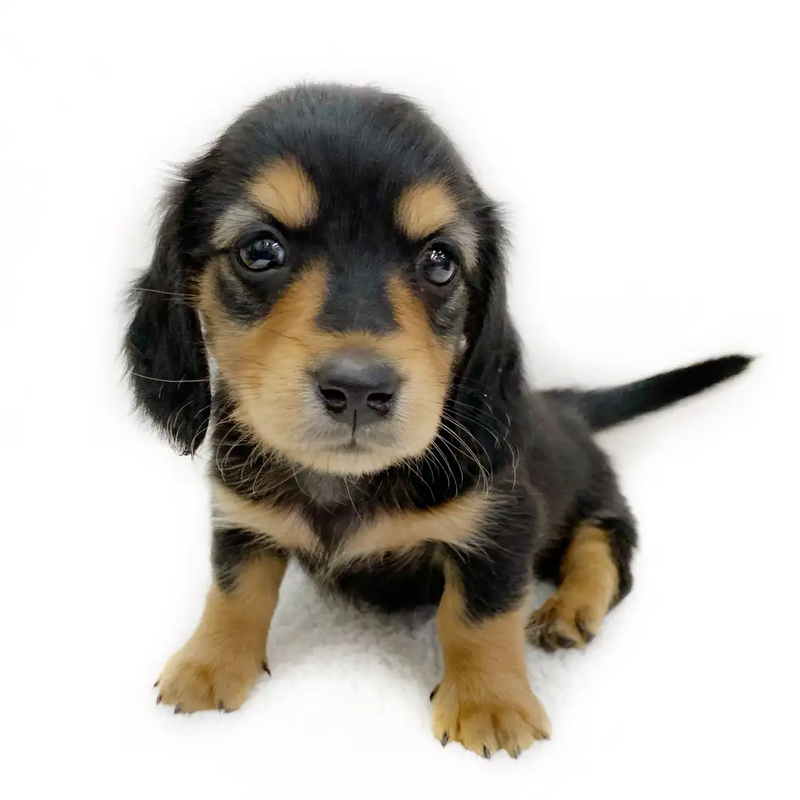 ミニチュア・ダックスフント