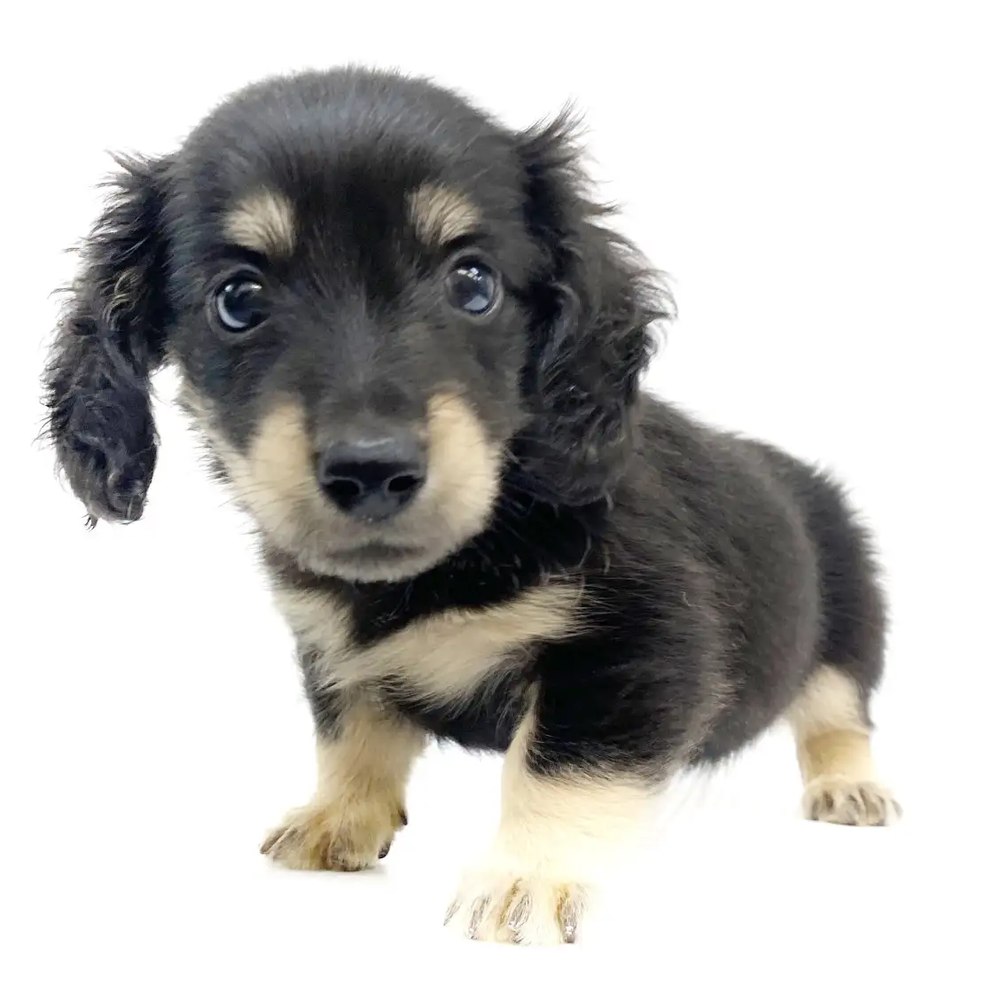 ミニチュア・ダックスフント