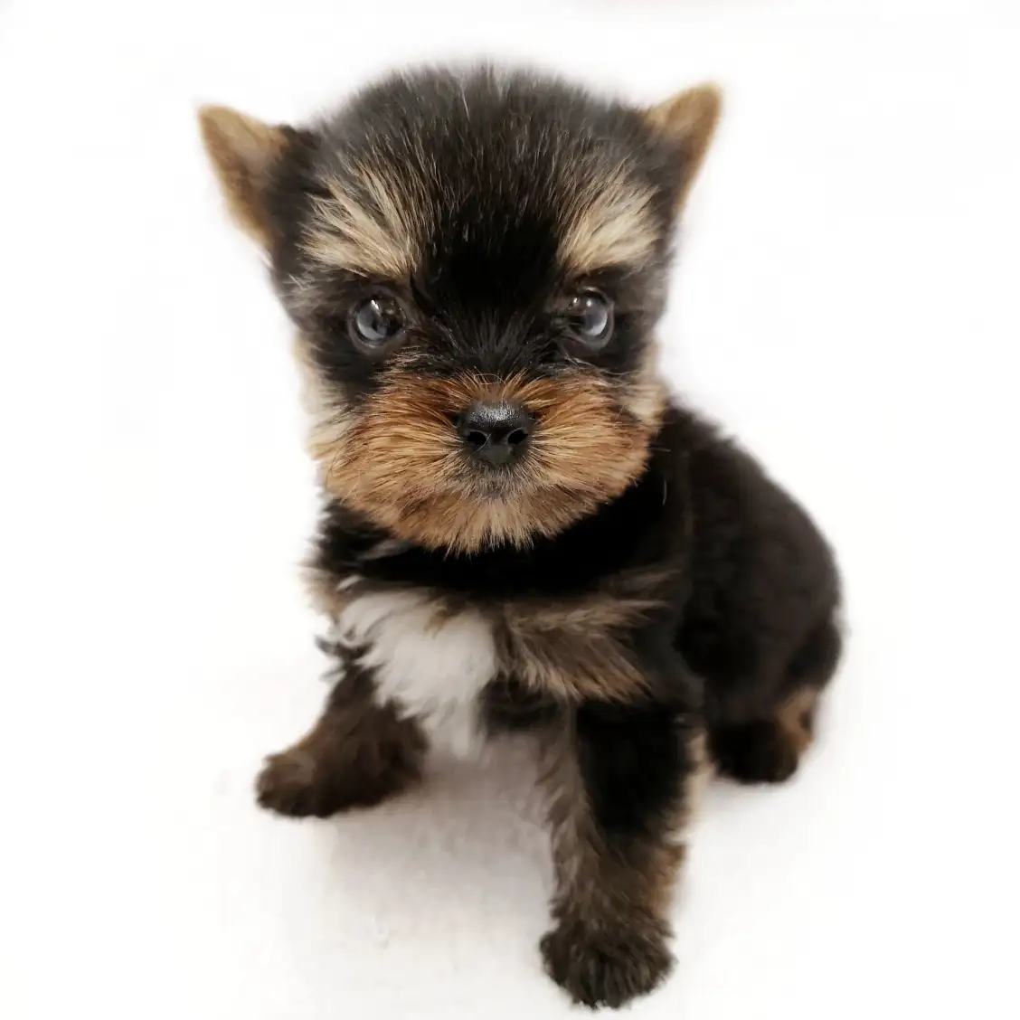 ヨークシャーテリア