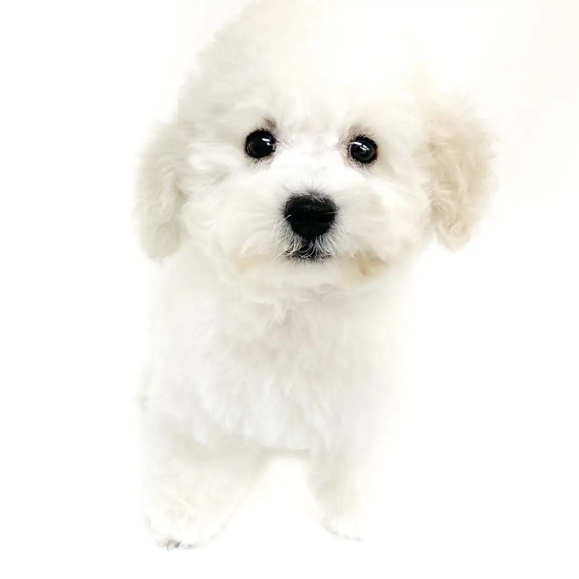 トイ・プードル