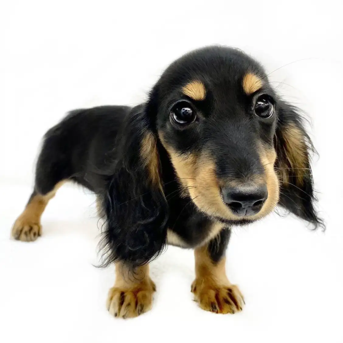 ミニチュア・ダックスフント