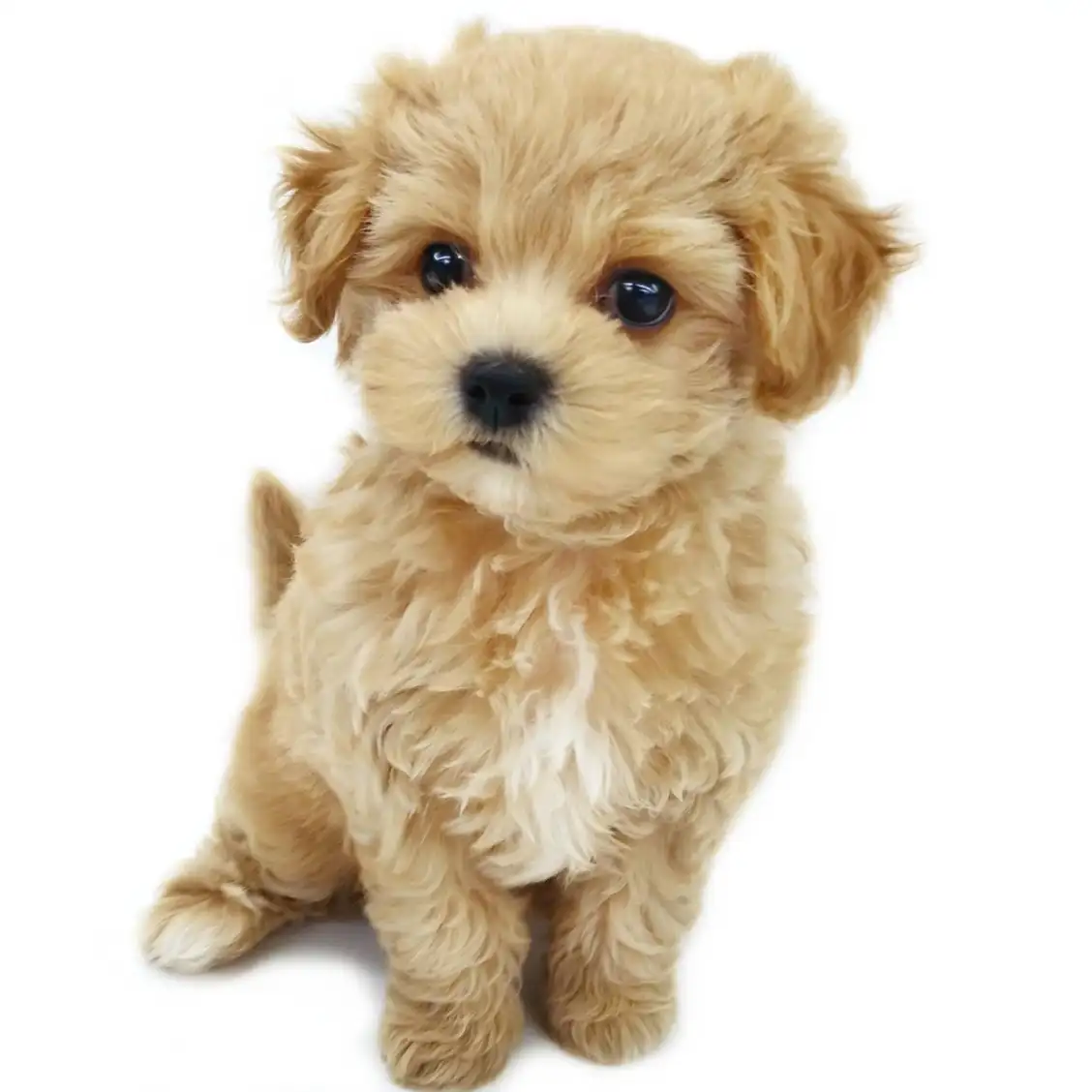 MIX（マルチーズ×トイプードル）