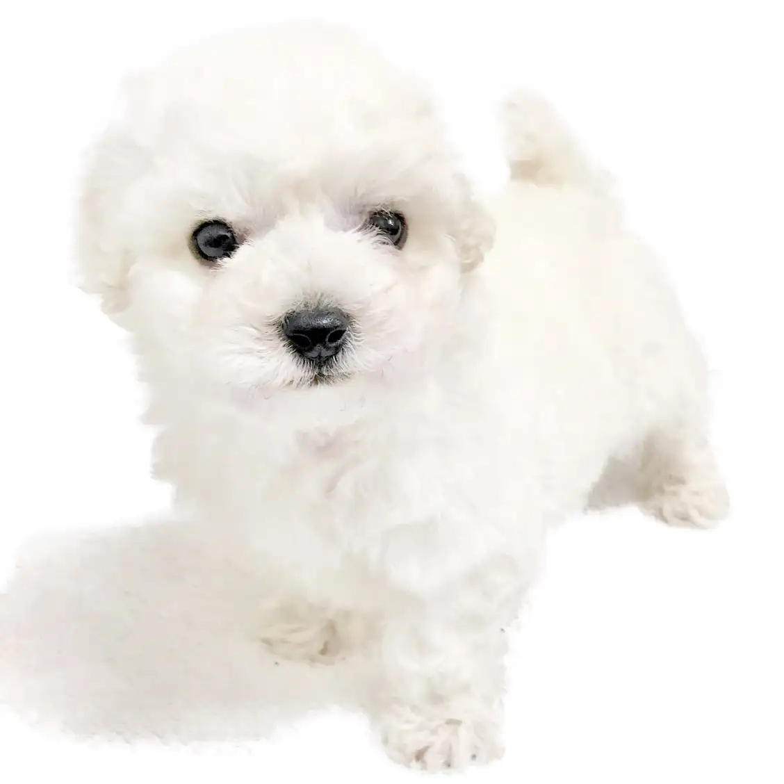 ビションフリーゼ