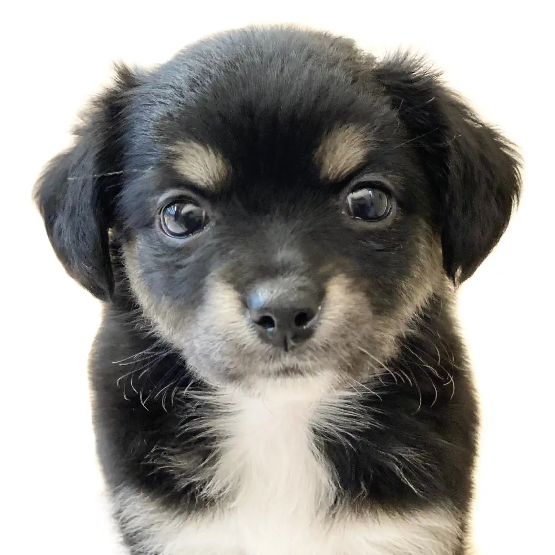 MIX(マルチーズ×チワワ)