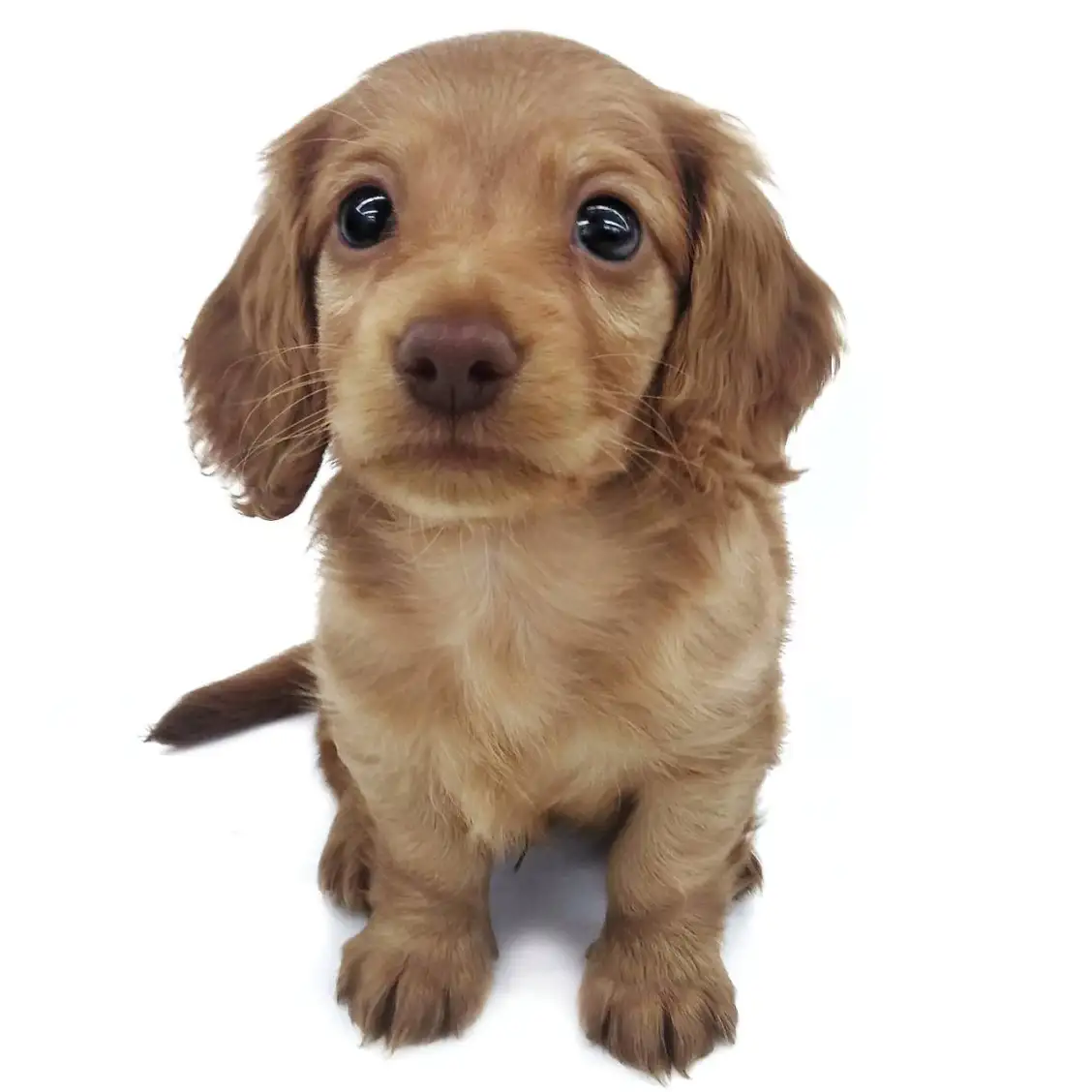 ミニチュア・ダックスフント