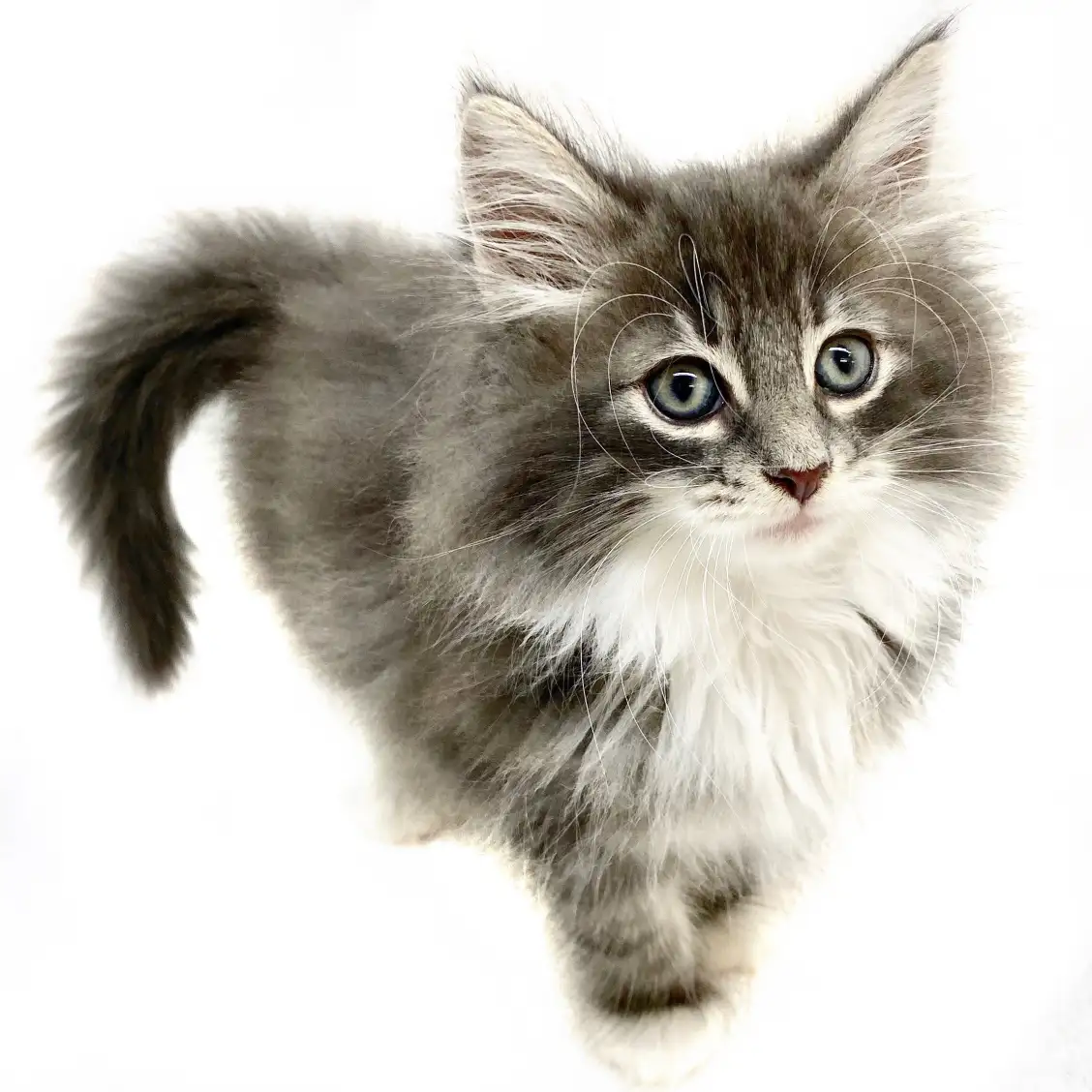 ノルウェージャンフォレストキャット