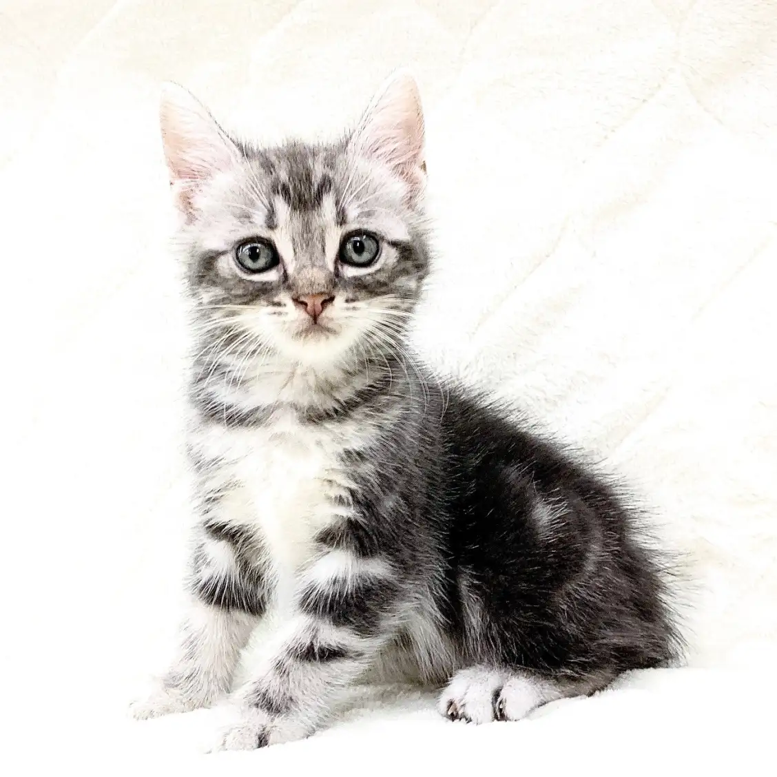 アメリカンショートヘア