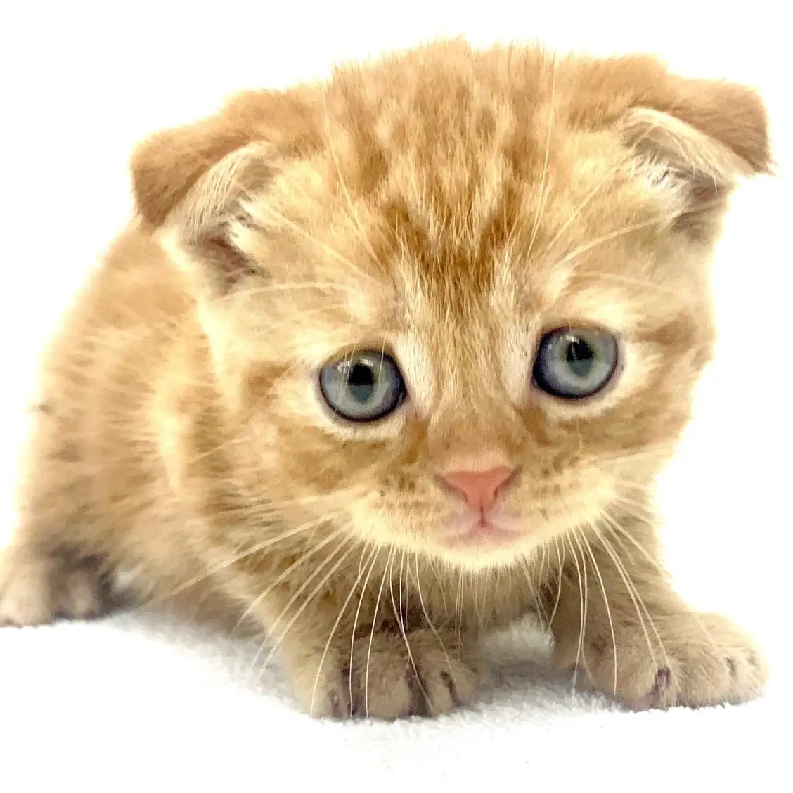 スコティッシュフォールド