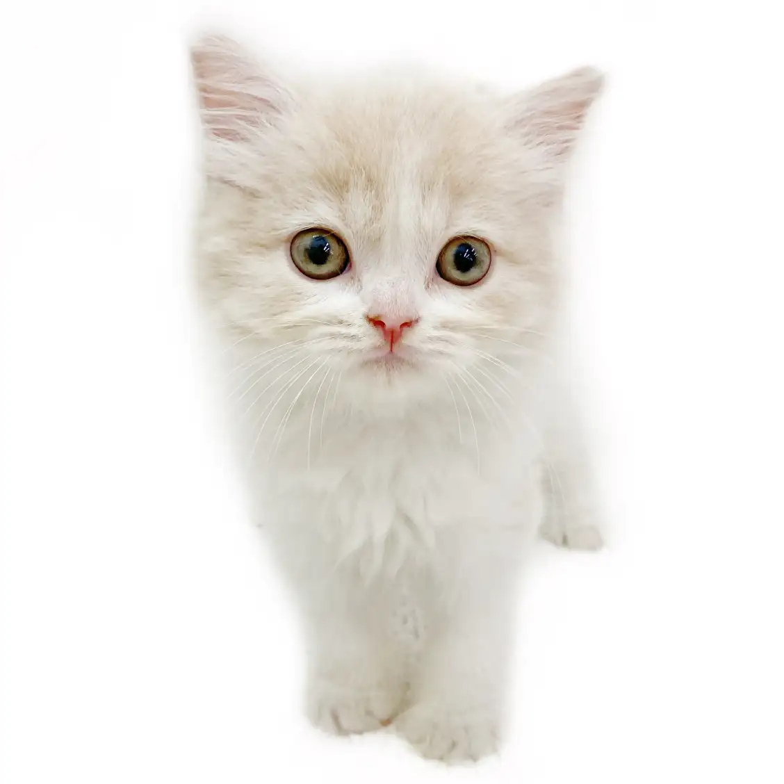 スコティッシュフォールド