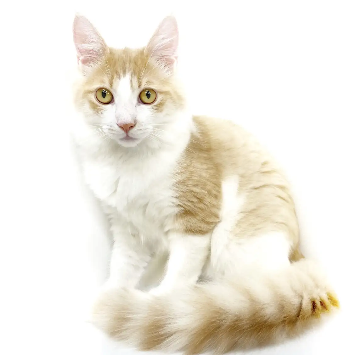 ノルウェージャンフォレストキャット