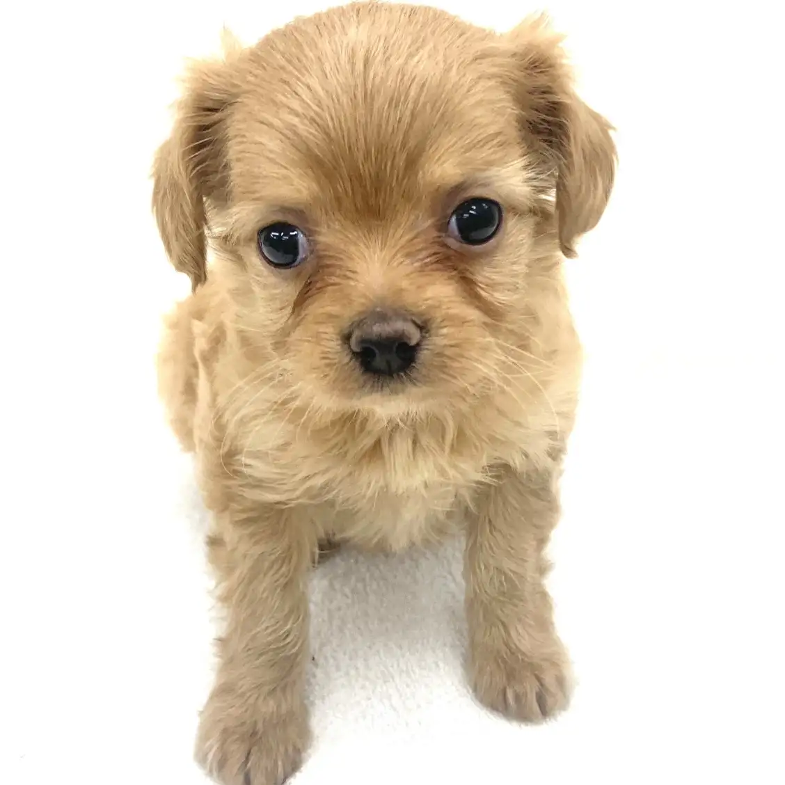 MIX（トイプードル×イタリアングレーハウンド）