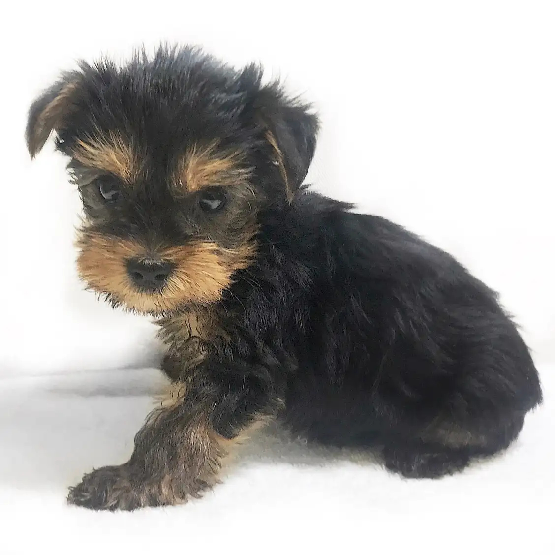 ヨークシャーテリア