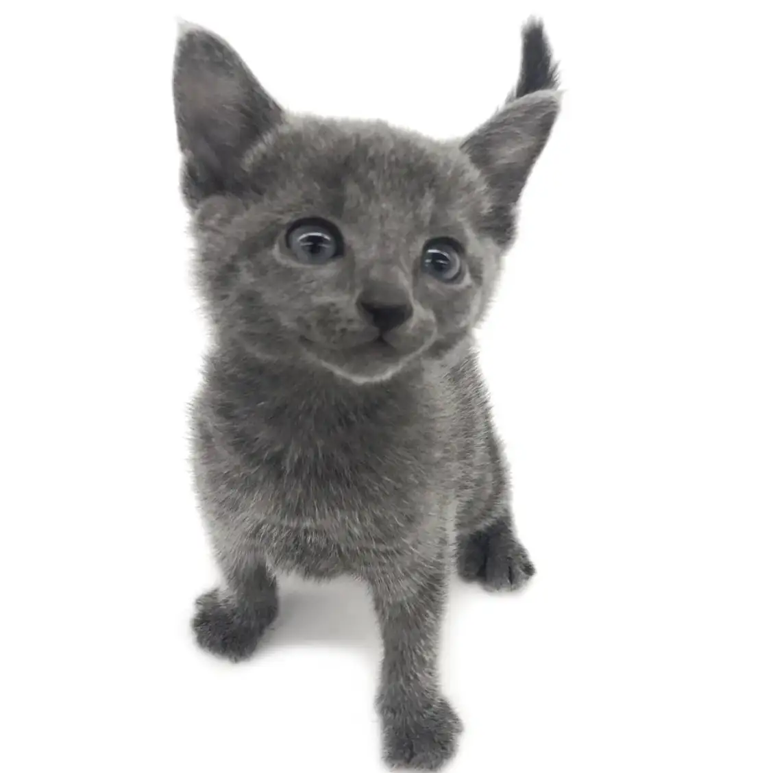 ロシアンブルー