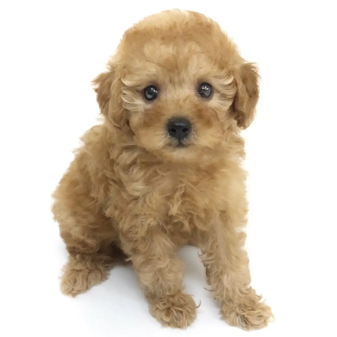 トイ・プードル