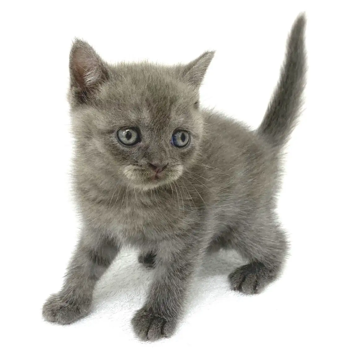 ブリティッシュショートヘア