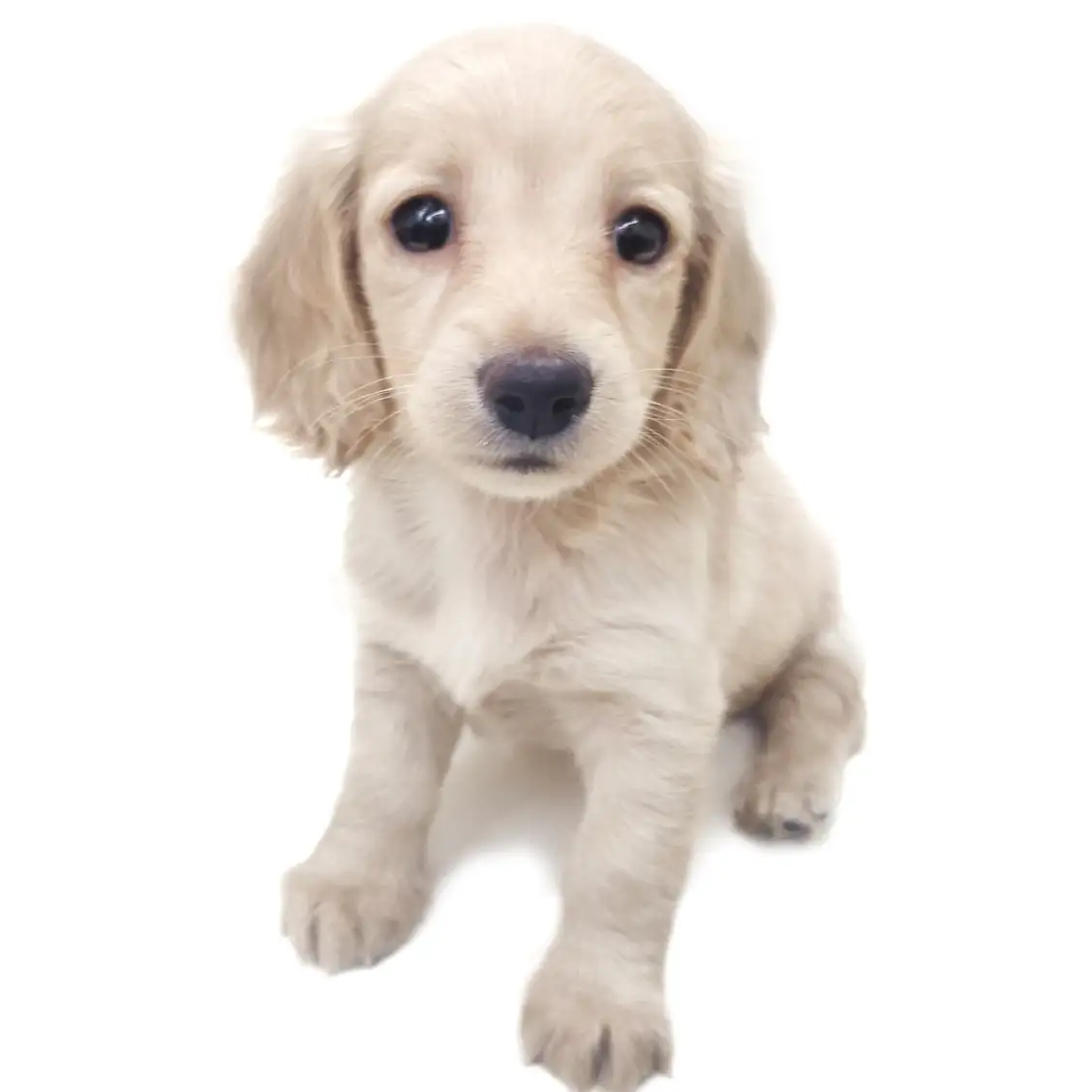 ミニチュア・ダックスフント