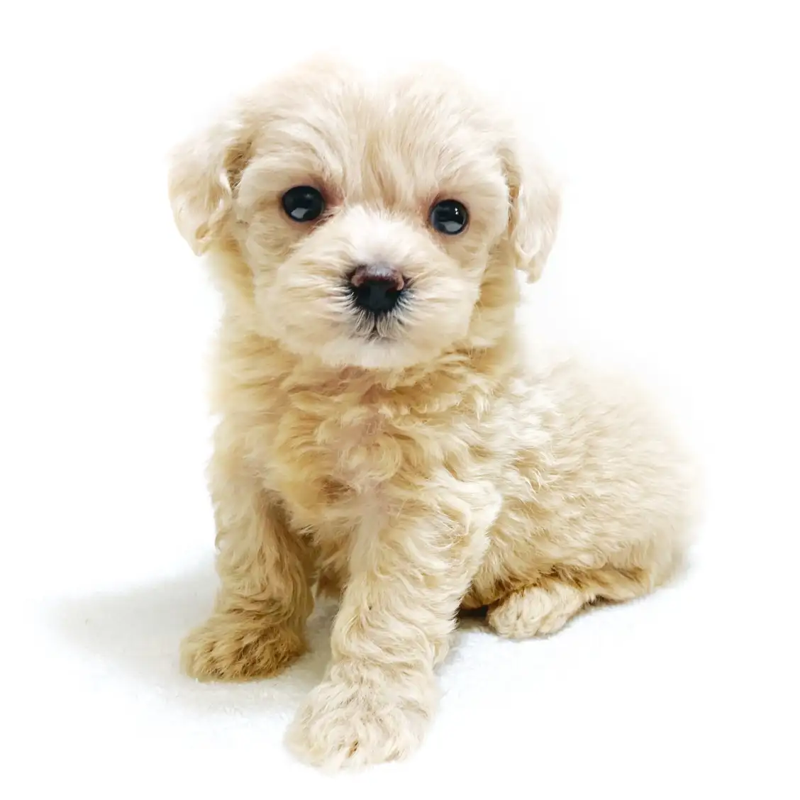 MIX(トイプードル×マルチーズ)