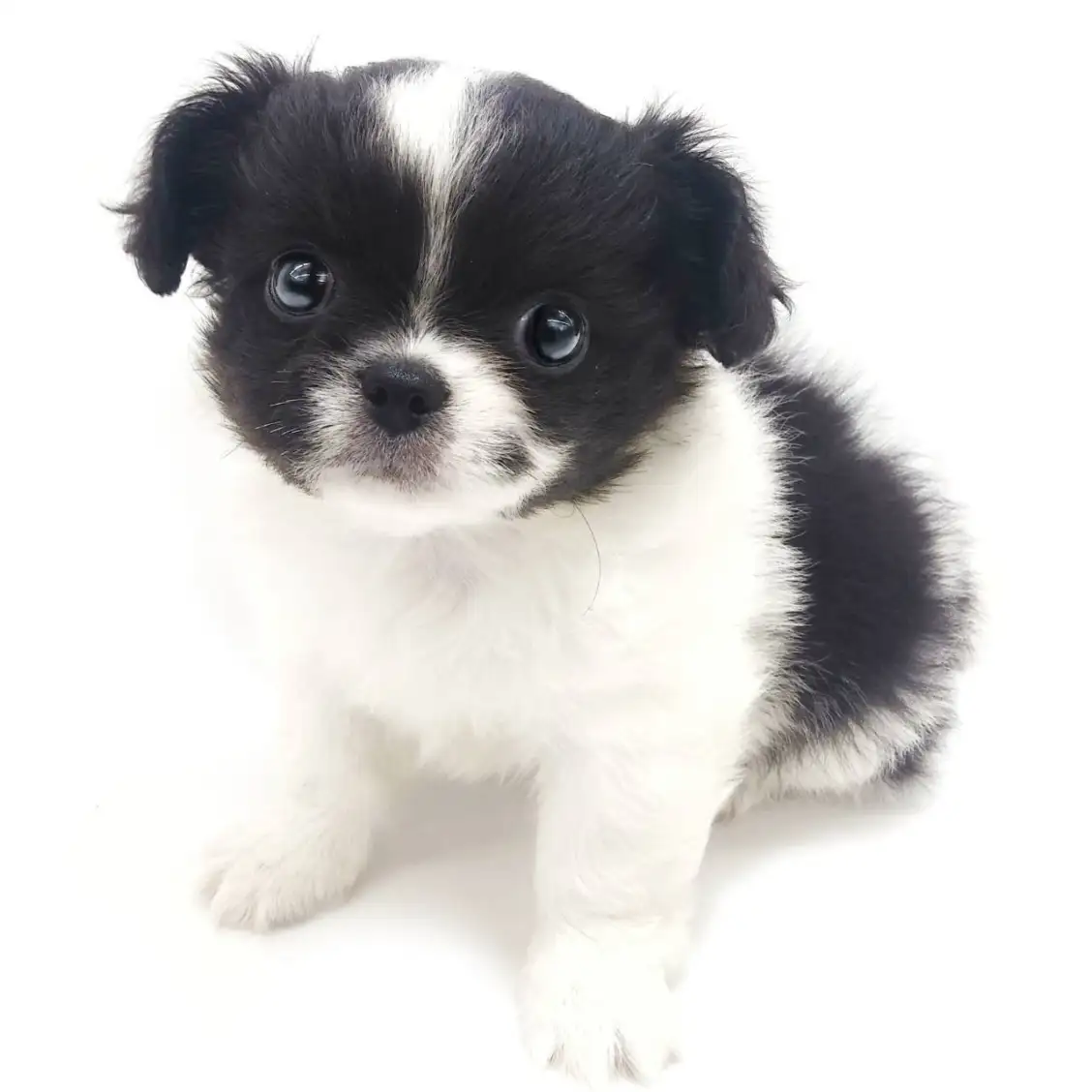 MIX(チワワ×ペキニーズ)