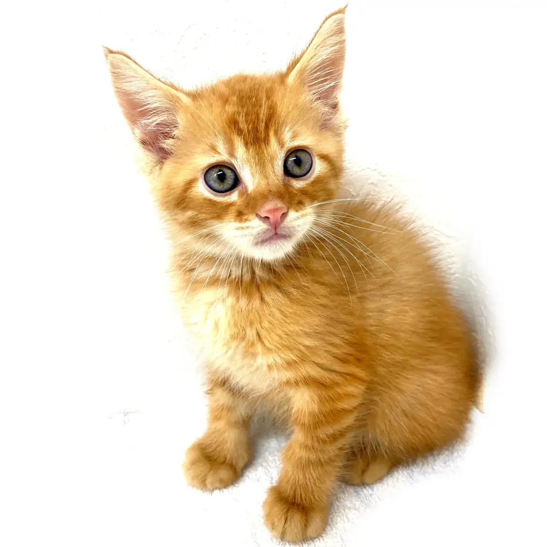 オリエンタルショートヘア