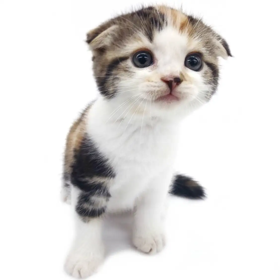 スコティッシュフォールド