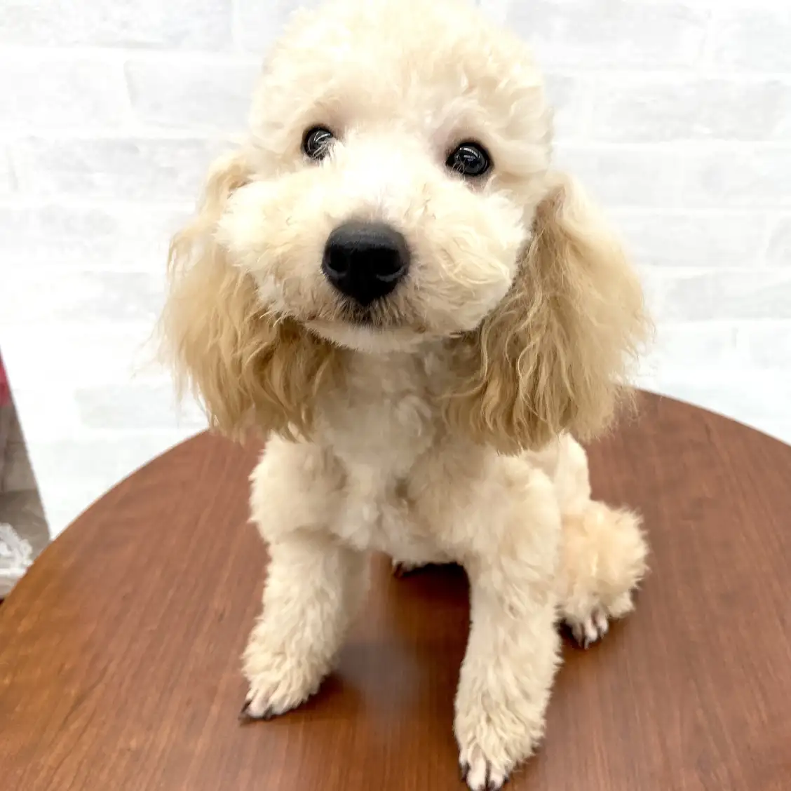 トイ・プードル