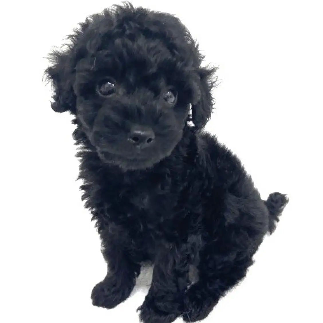 トイ・プードル