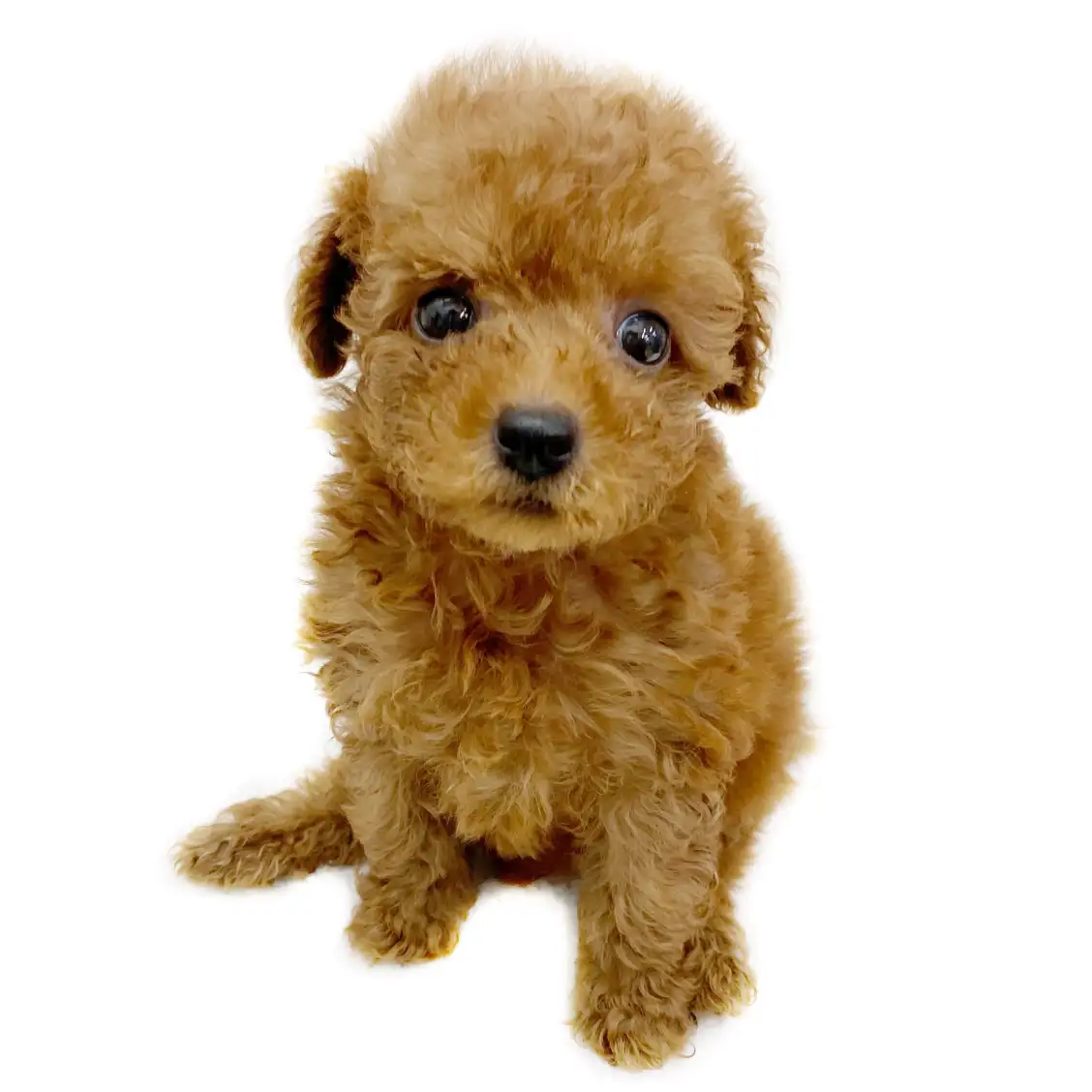 トイ・プードル