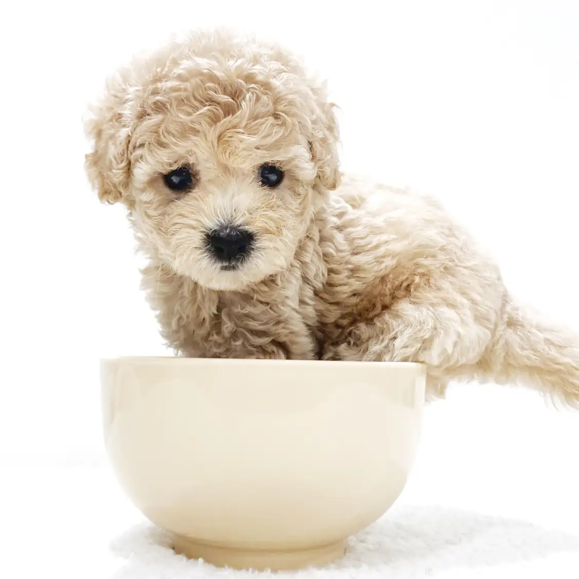 トイ・プードル