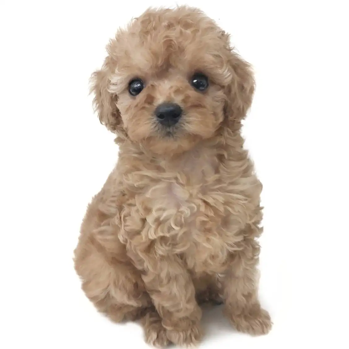 トイ・プードル