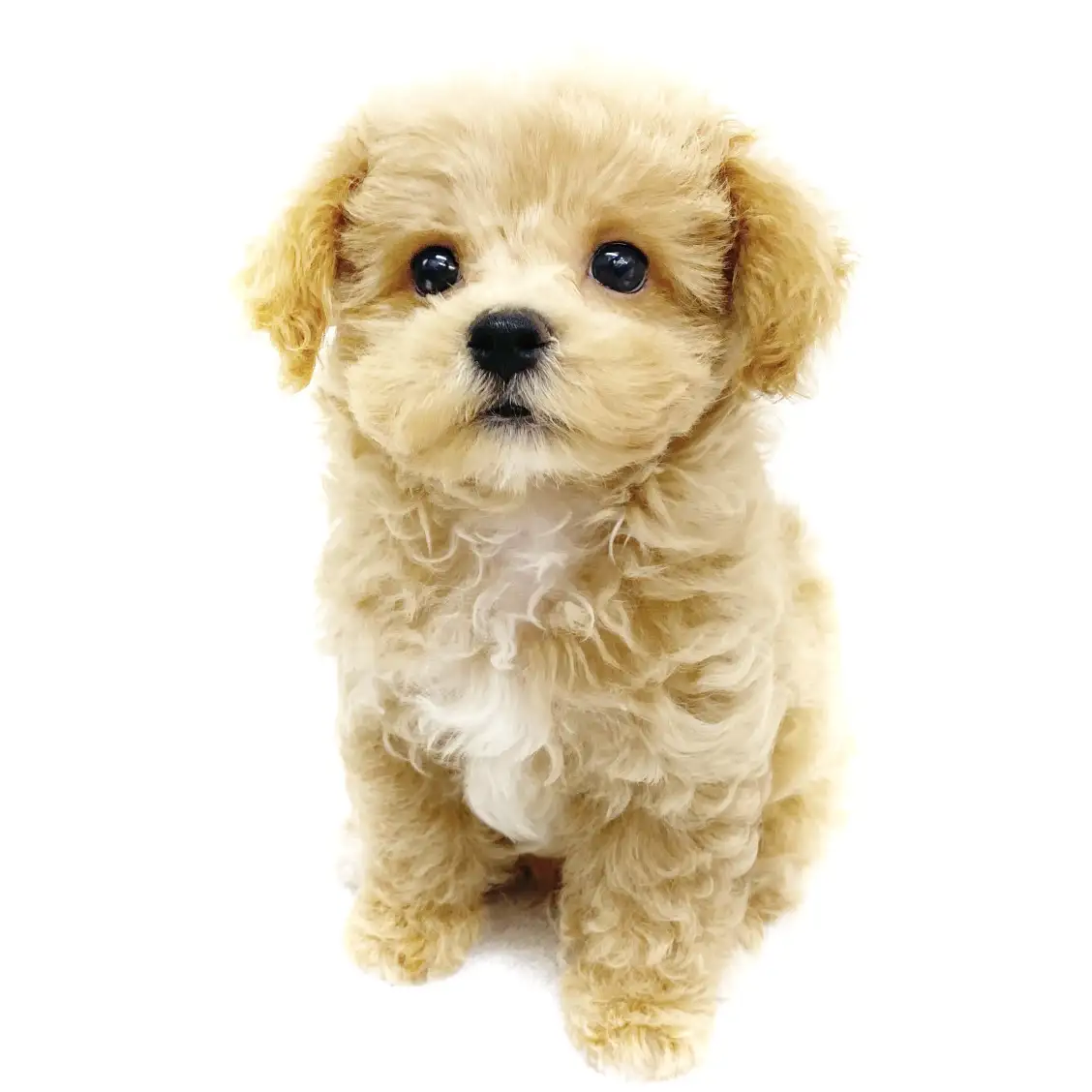 MIX（マルチーズ×トイプードル）