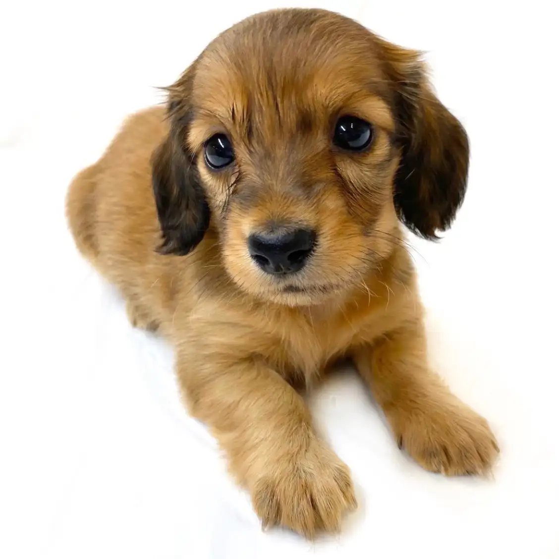 ミニチュア・ダックスフント