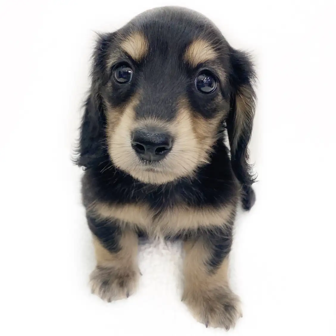 カニンヘン・ダックスフント