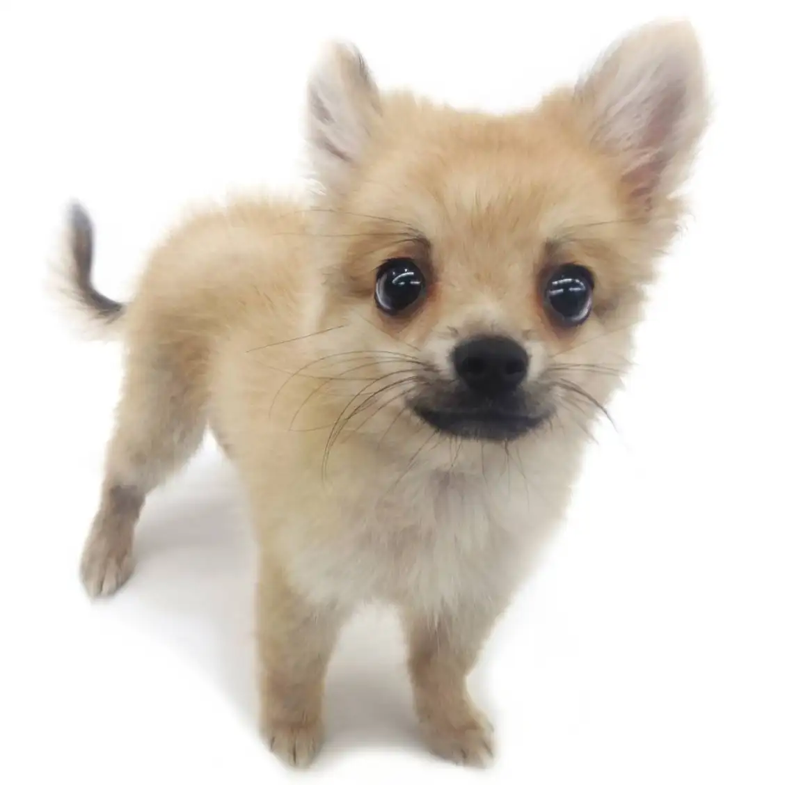 MIX（チワワ×ポメラニアン）