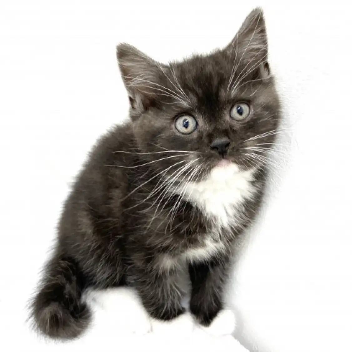 スコティッシュフォールド