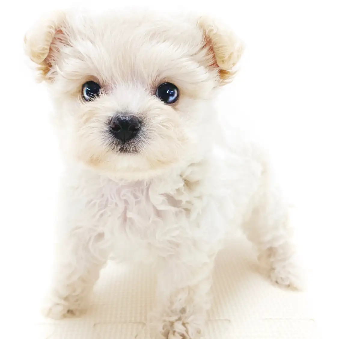 MIX（トイプードル×チワワ）