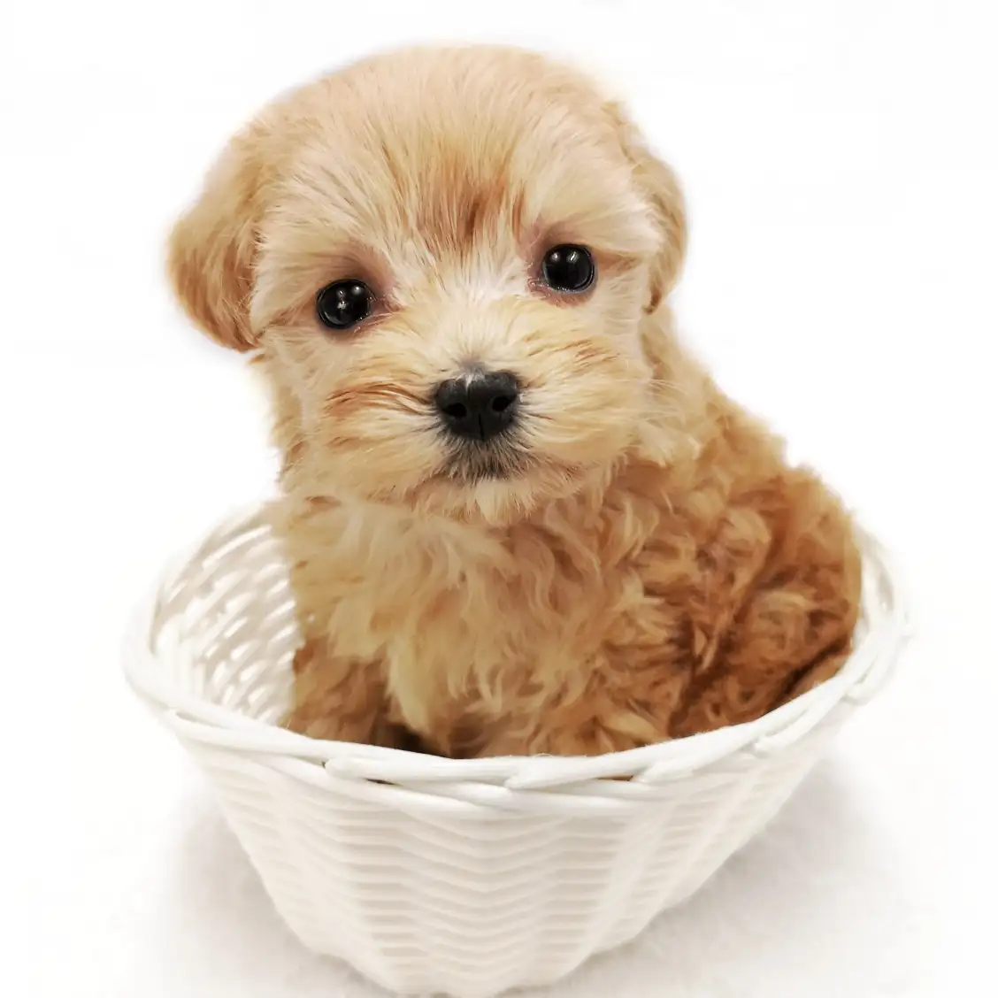 MIX（トイプードル×マルチーズ）