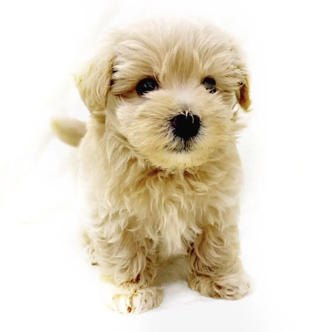 MIX(マルチーズ×トイプードル)