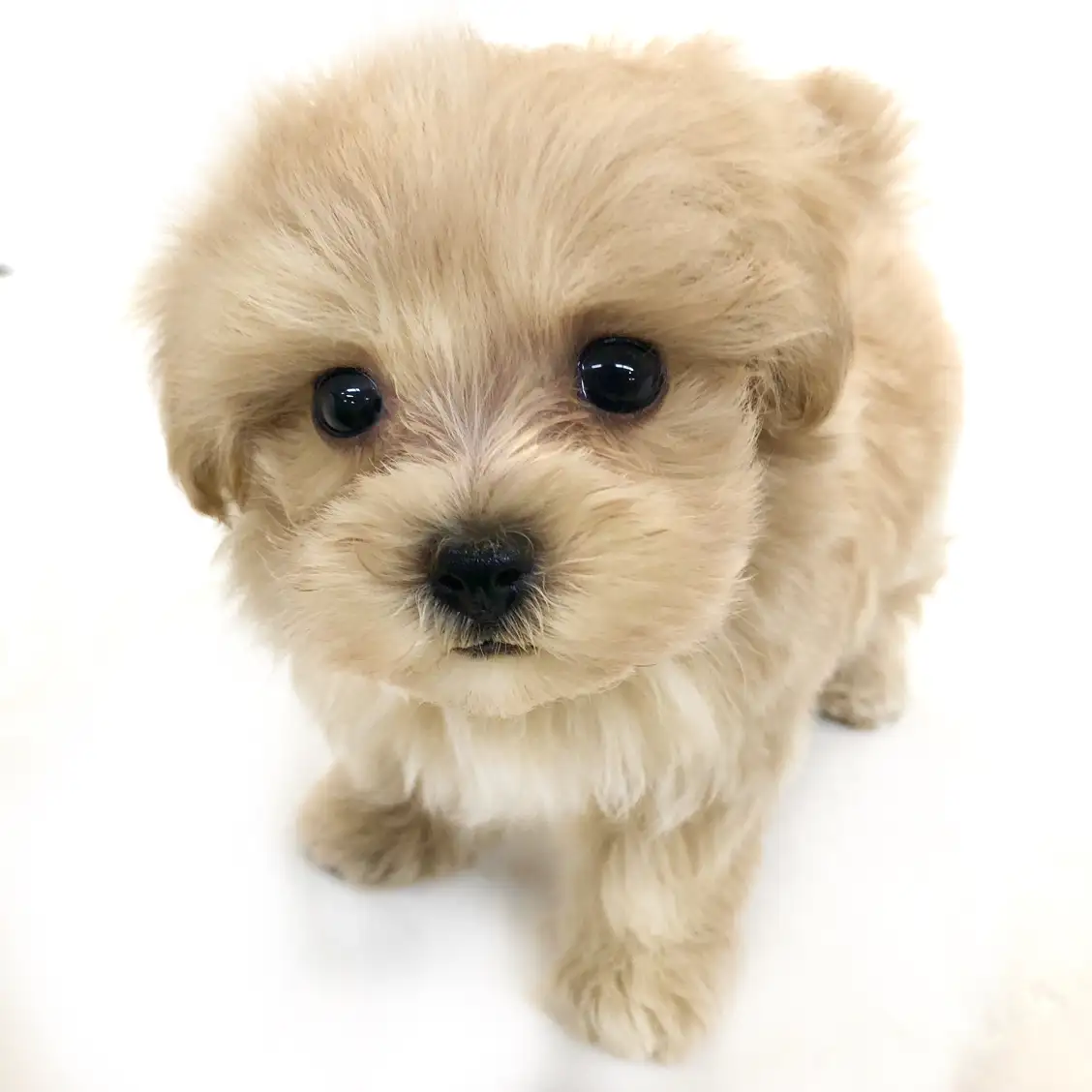 MIX(トイプードル×マルチーズ)